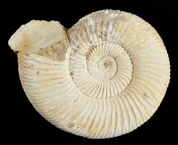 Perisphinctes Ammonite - Jurassic #54254